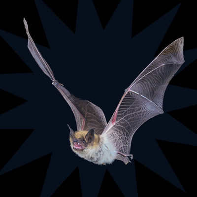 bat removal services bat control, pest control, 1st choice pest solutions