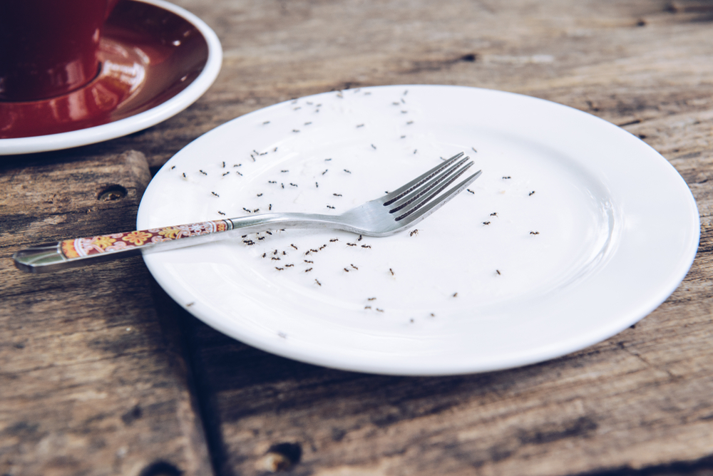 group of black ants crawling on a plate with a fork