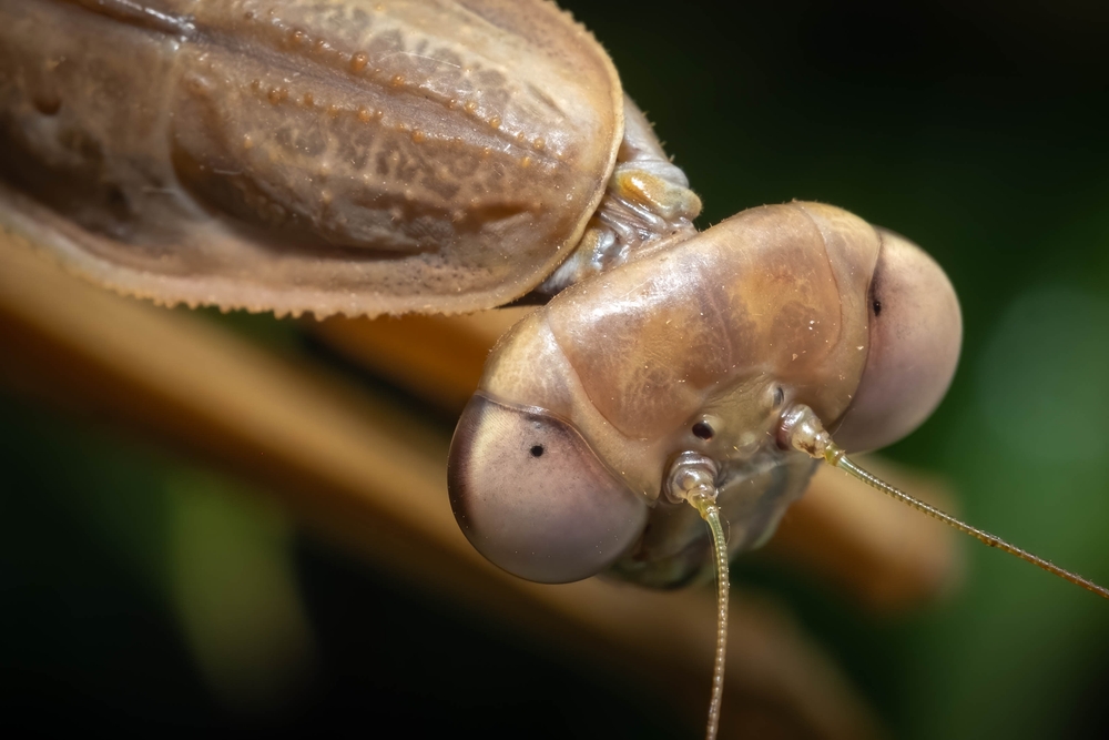 Mice biting on cable