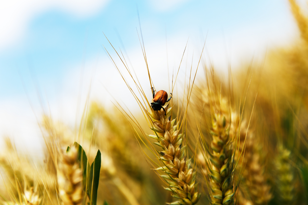 Seasonal Pest Challenges in Wisconsin