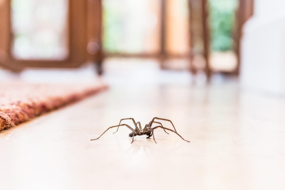 Close up view of a spider on a living room

