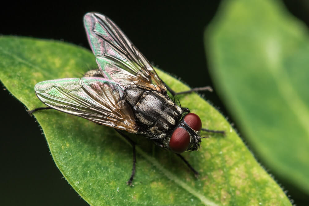 Close up view of a fly

