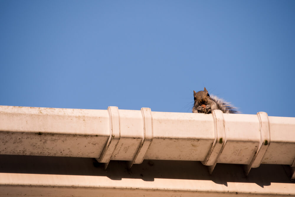 A young squirrel on the roof peeking over the gutter leaving a nest in the attic of a house
