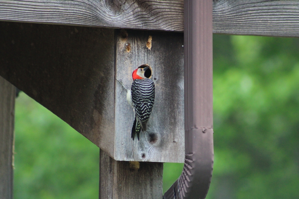 A red bellied woodpecker that is making a nest under a deck.