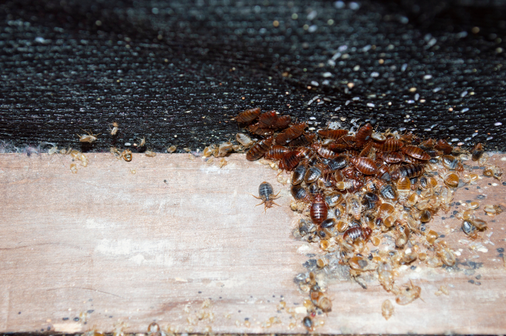 Bedbugs infest a wooden bed frame in a Wisconsin apartment building while being revealed by a pest control professionals
