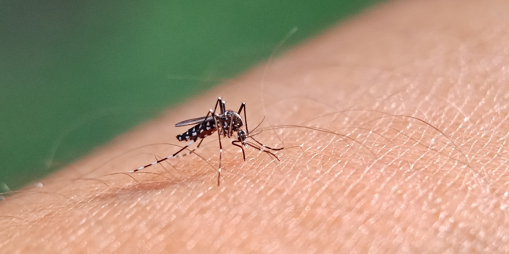 A mosquito sucking blood on skin