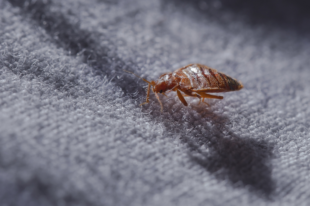 Bed bug control