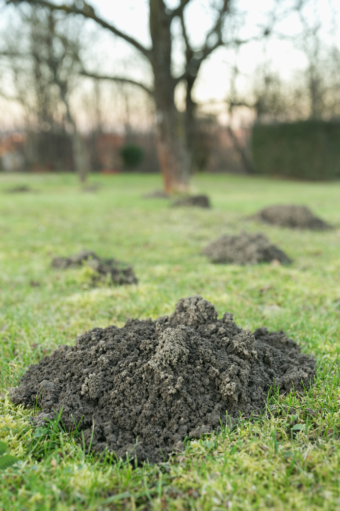 Earth mound of a mole on the garden