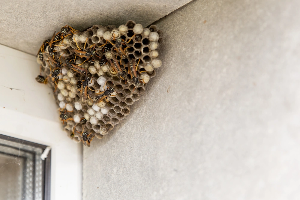 A large hornet's nest. Empty and full cells and wasp insects can be seen. The nest is hanging in the window opening of the house