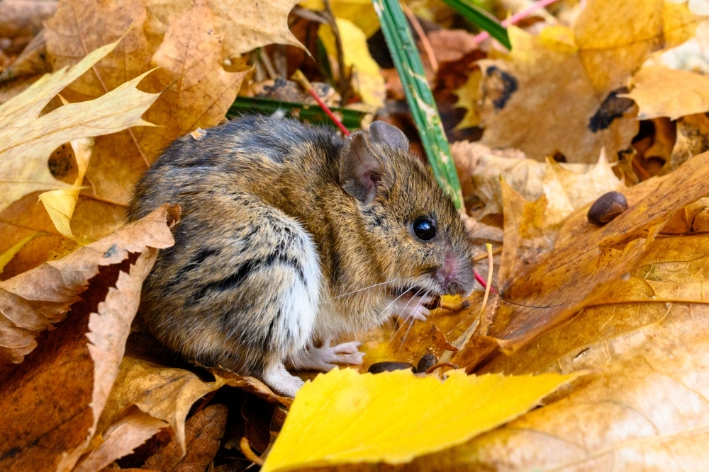 The striped field mouse, Apodemus agrarius, sits among the yellow leaves in the autumn forest. The autumn forest mouse.