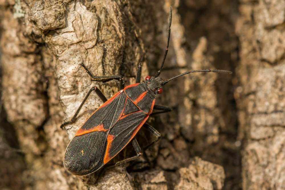 Boxelder Bug - Boisea trivittata