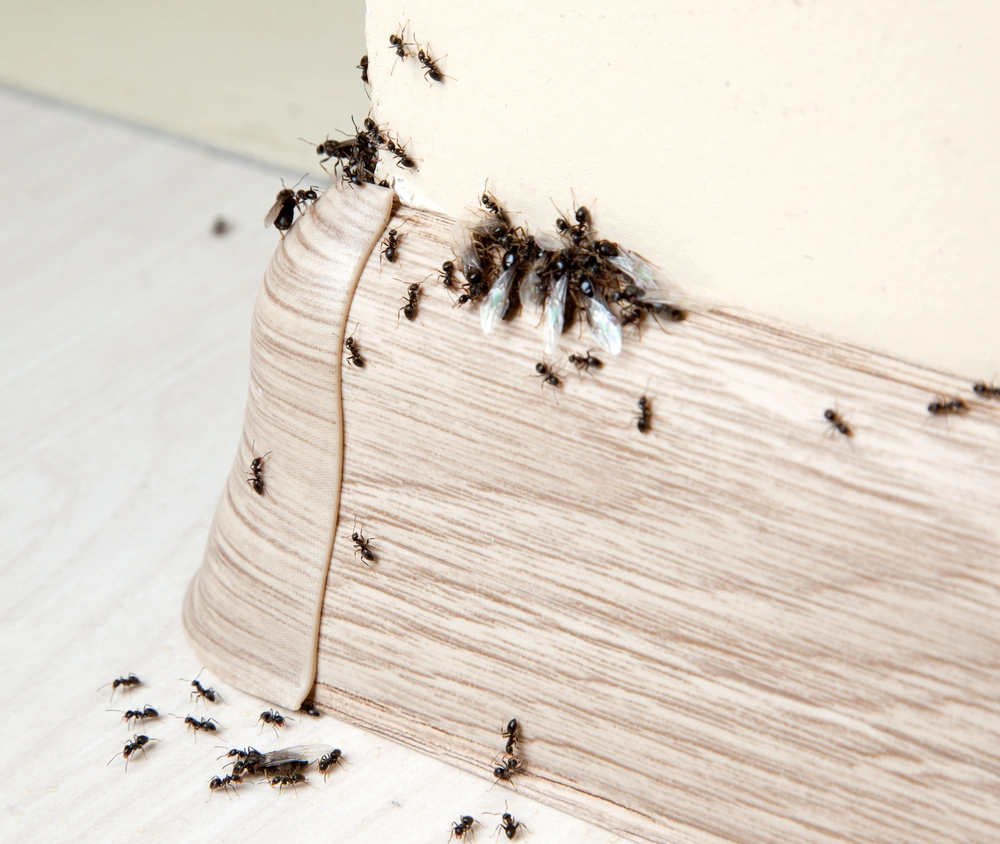 Insects. Ants in the house on the planks and in the corner of the wall