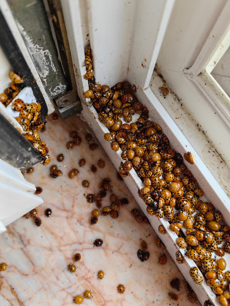 A close-up of Asian beetles clustered on the exterior of a home near a window.