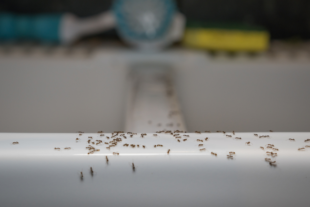 Ants crawl on a kitchen sink.