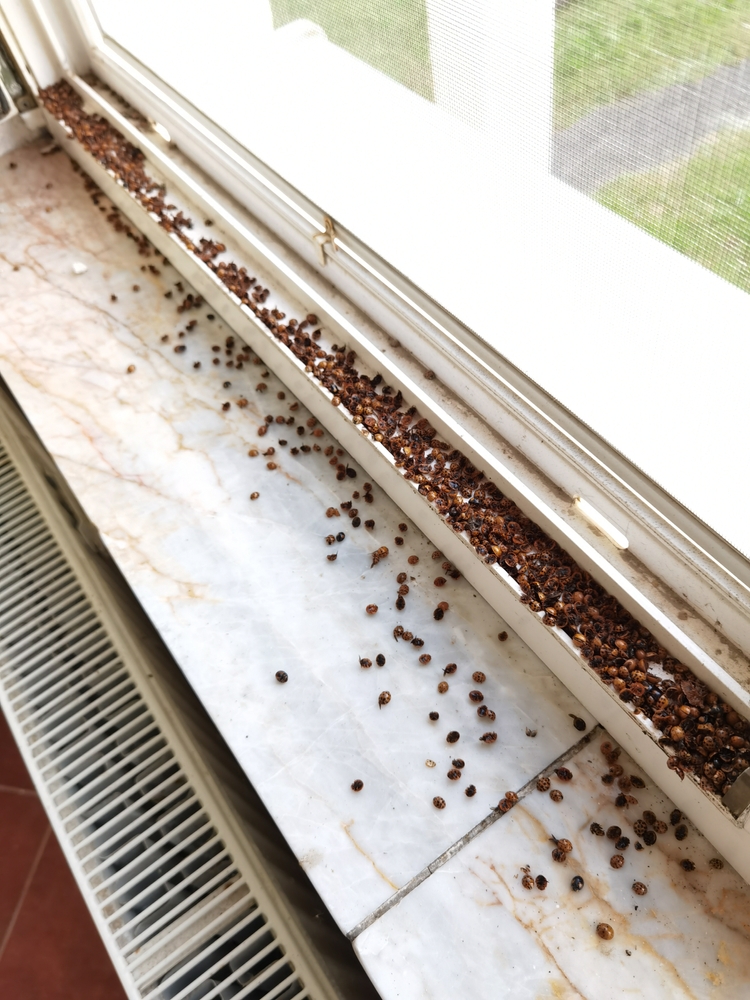 image featuring a close-up of Asian beetles on a windowsill or wall for visual context.