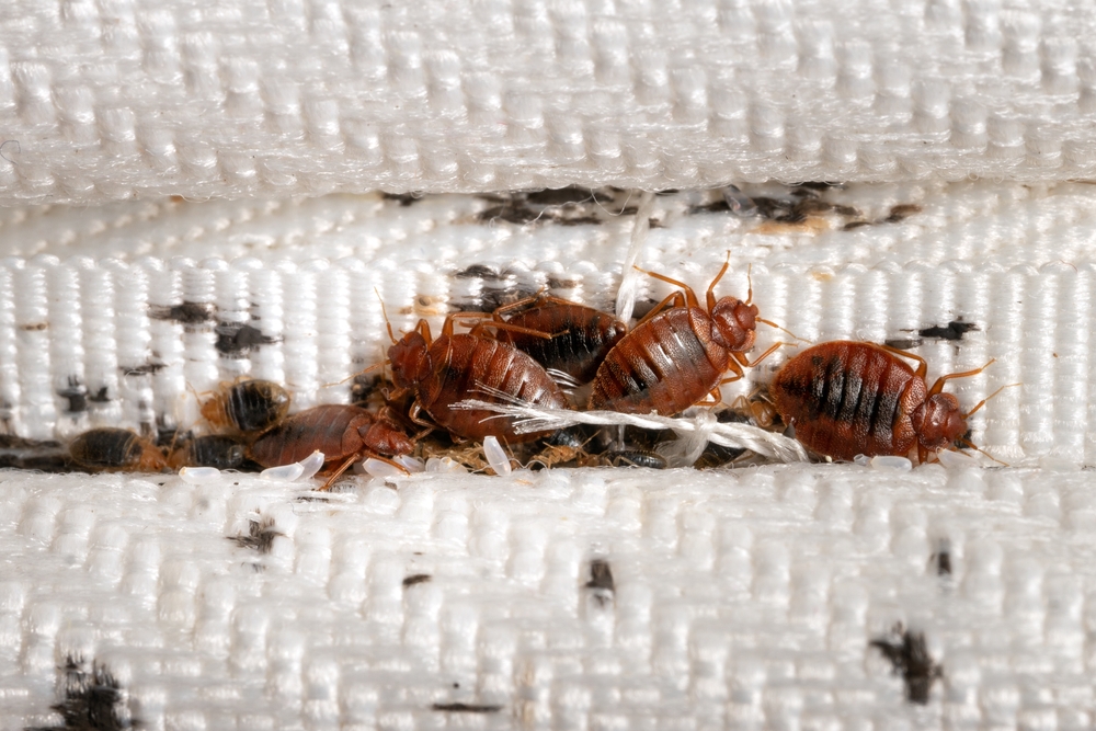 bedbugs on the mattress cloth