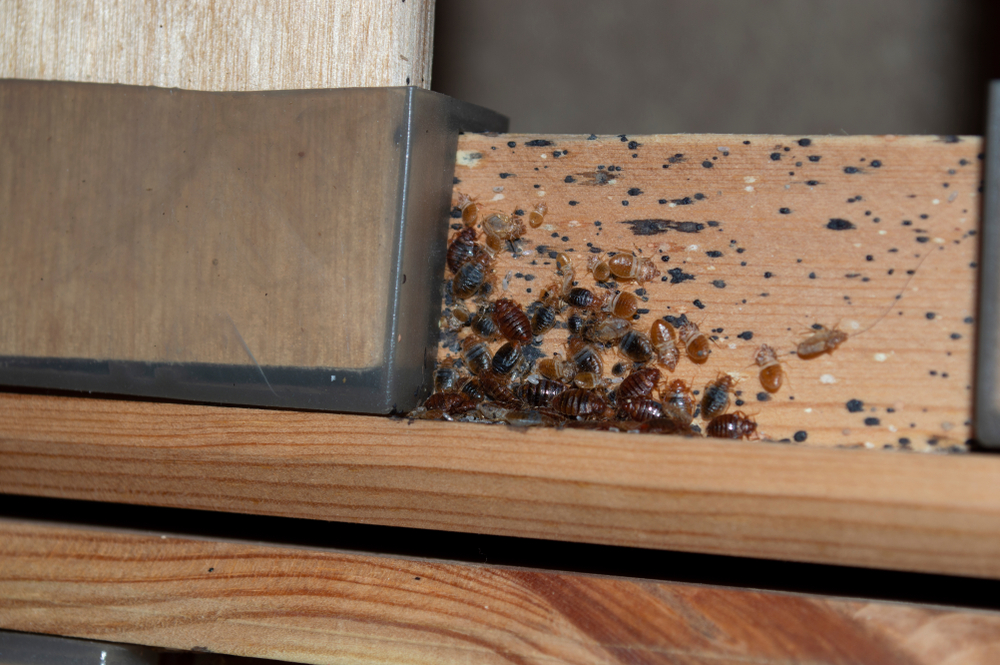 Bed bug infestation on bed frame made from wood