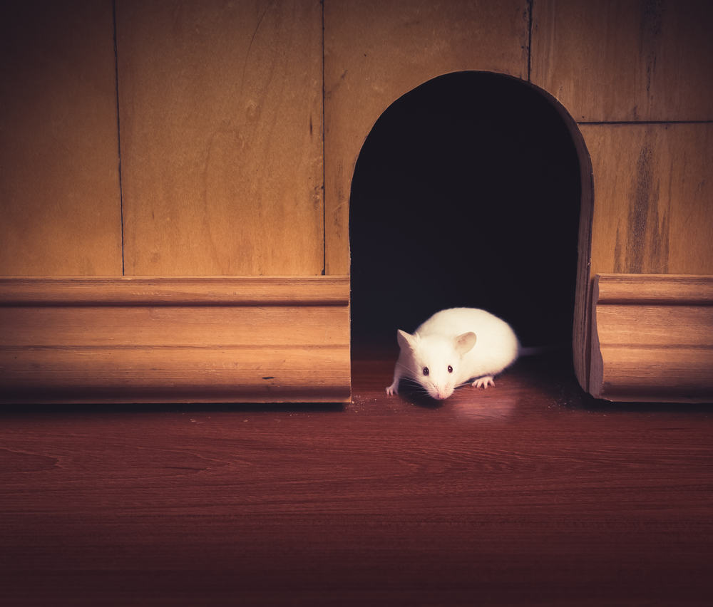 image of a mouse peeking out of a wall hole to emphasize the issue visually.
