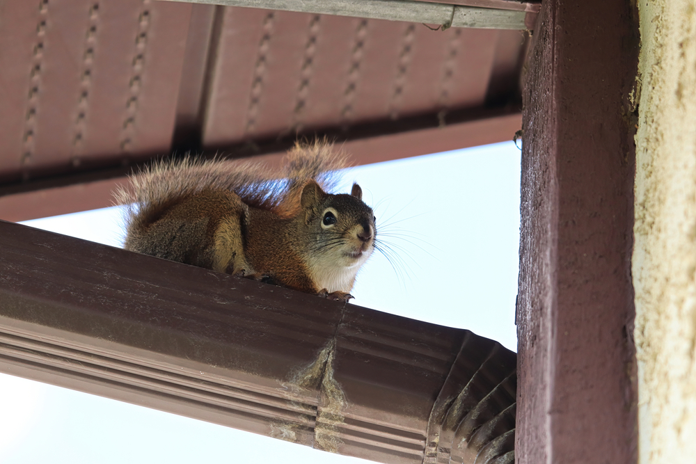 Closeup of a squirrel on top of an Eavestrough.