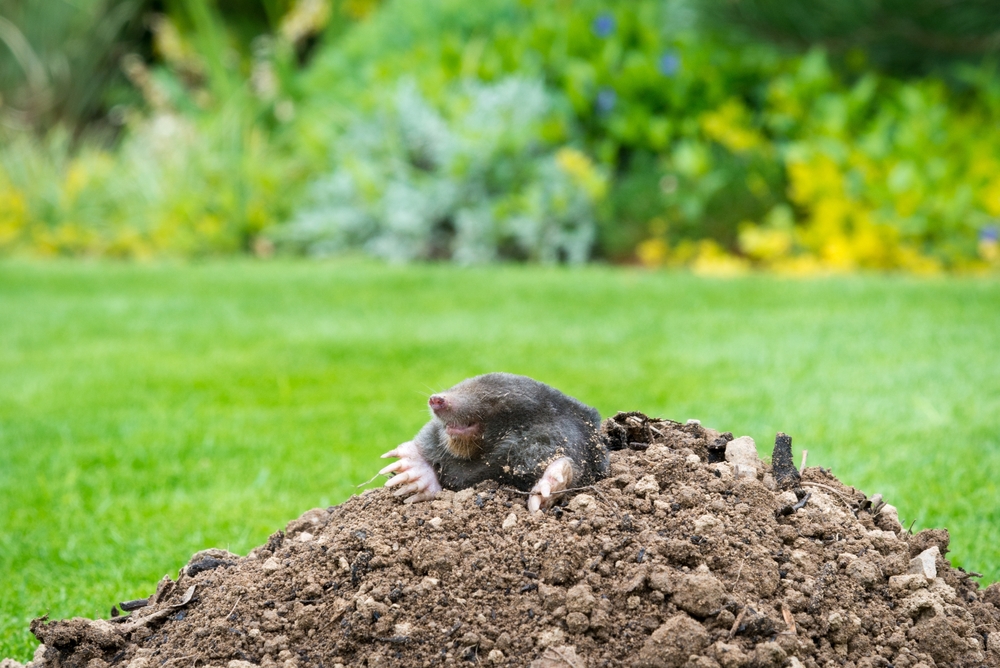 Mole causing damage as a pest in a garden with its mole hills and underground tunnels.