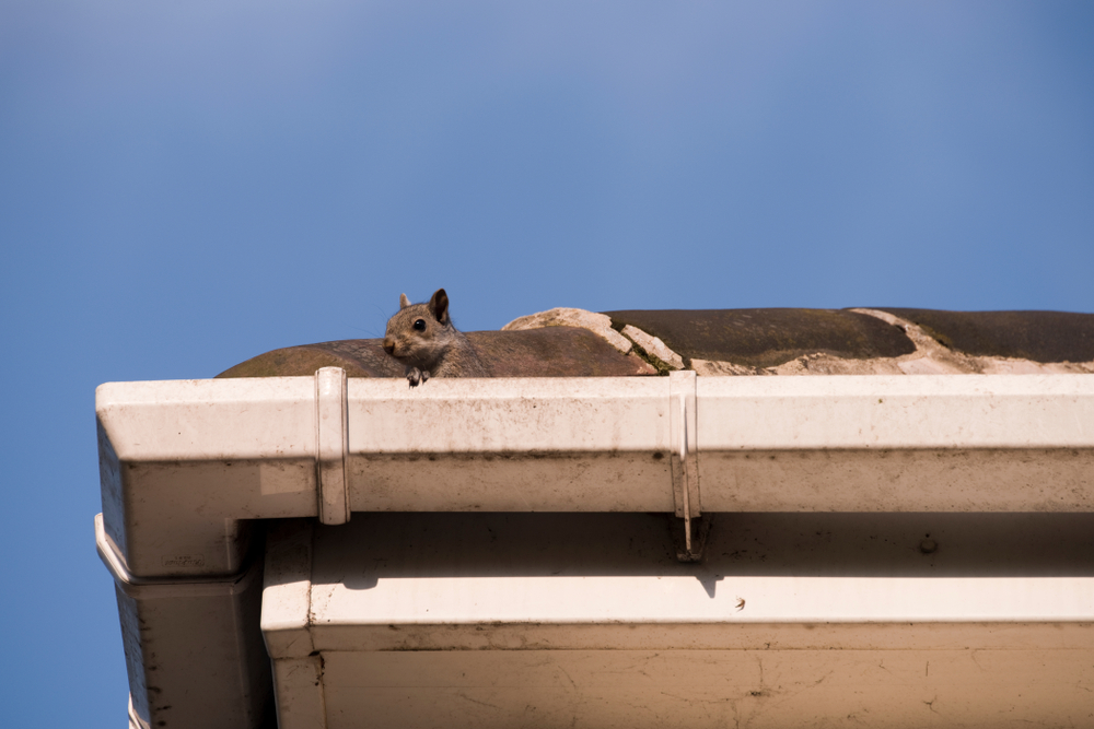A photo of a squirrel in the roof.