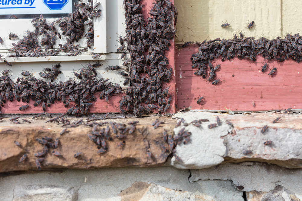 A large group of Box Elder bugs outside of the house