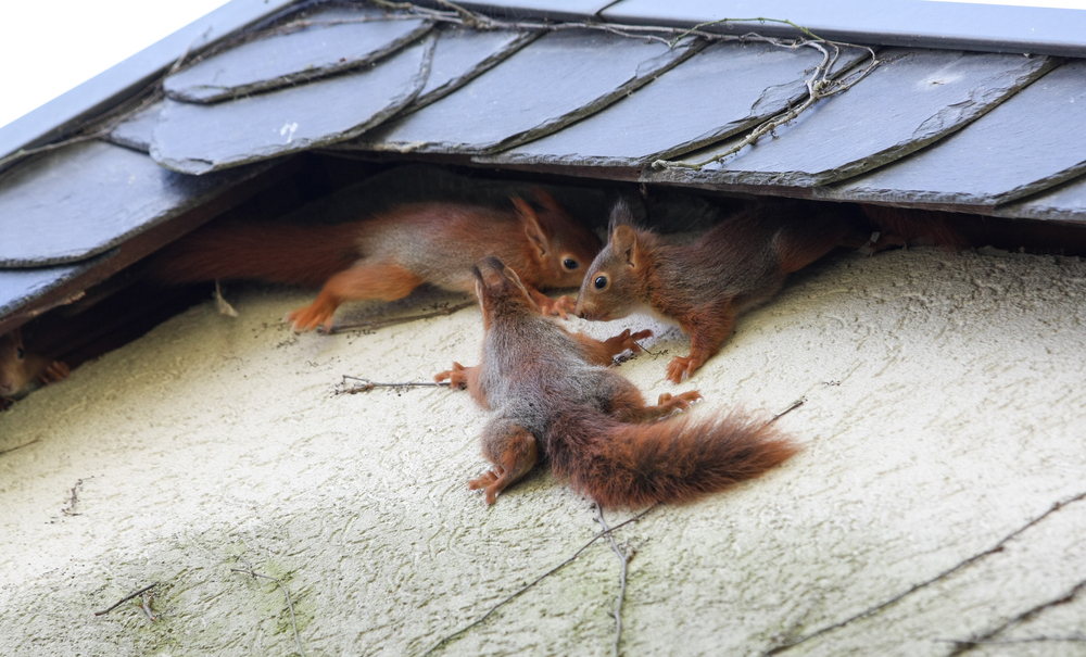 image of a squirrel sitting near an attic vent or perched on a roof edge.
