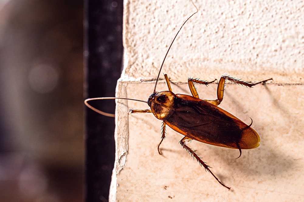 Periplaneta cockroach, known as red cockroach or American cockroach,walking along the wall of a house.