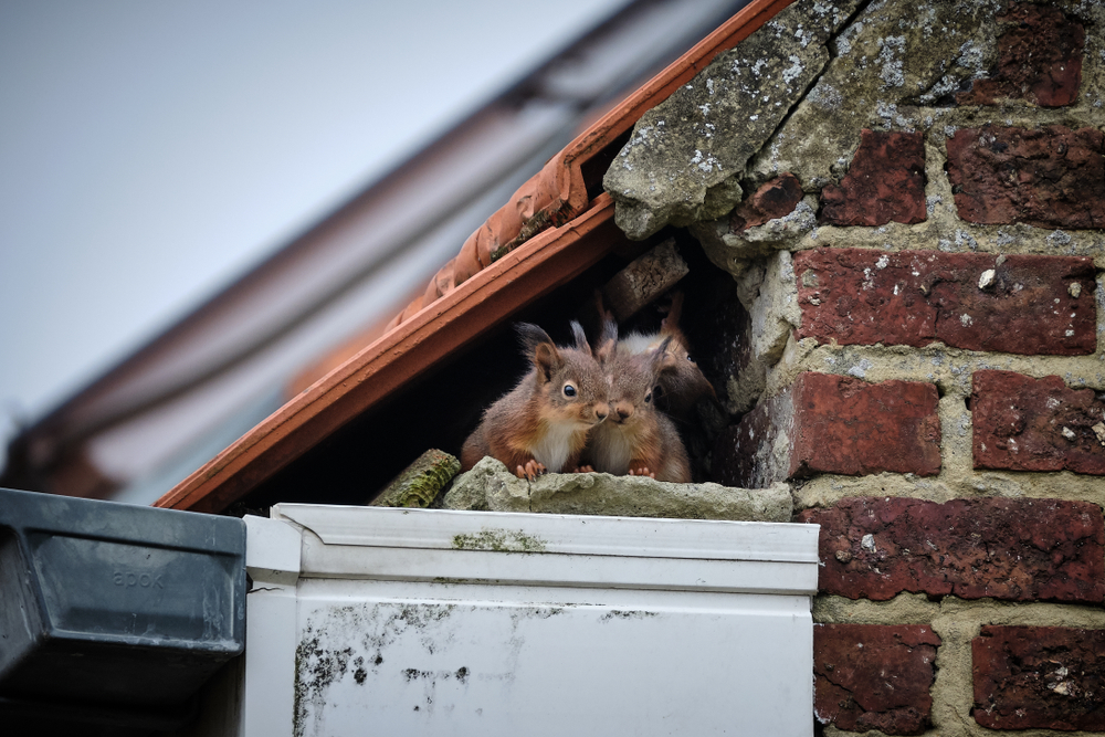 squirrels made its nest in a high gutter, right in a gap underneath the tiles of the roof and next to the uppermost part of the brick wall.