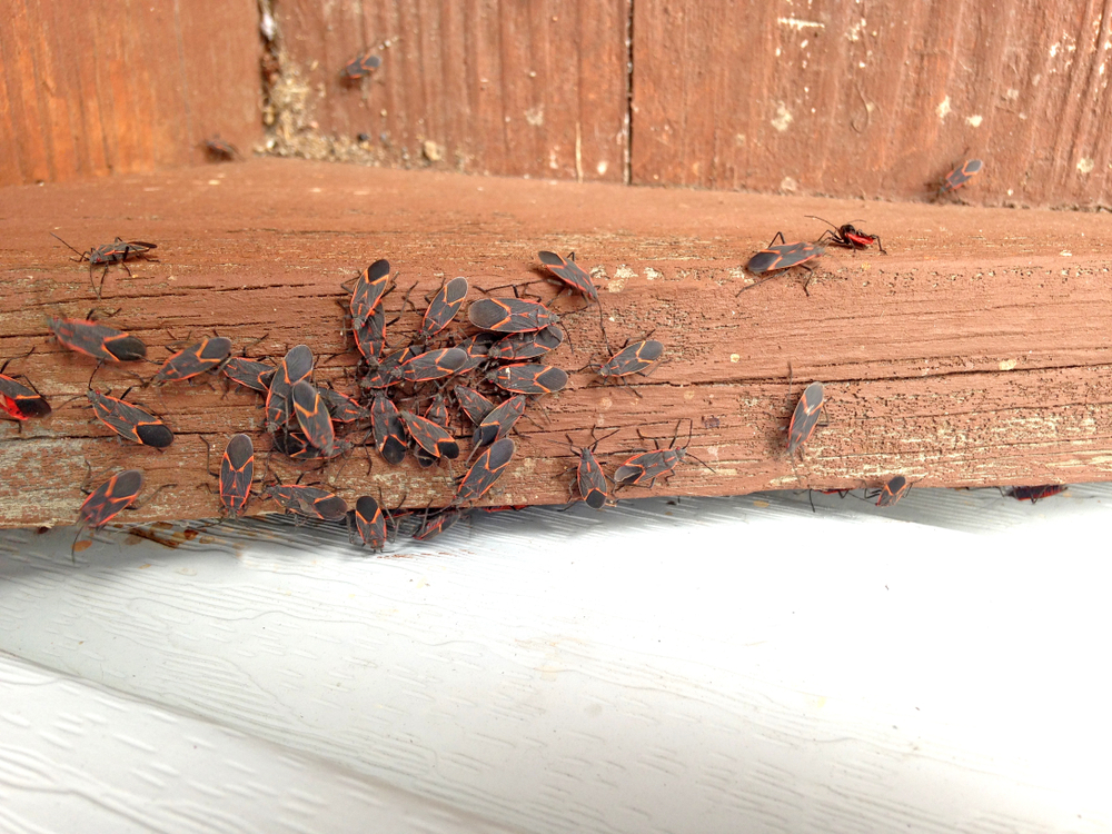Dozens of box elder insects on weathered wood.