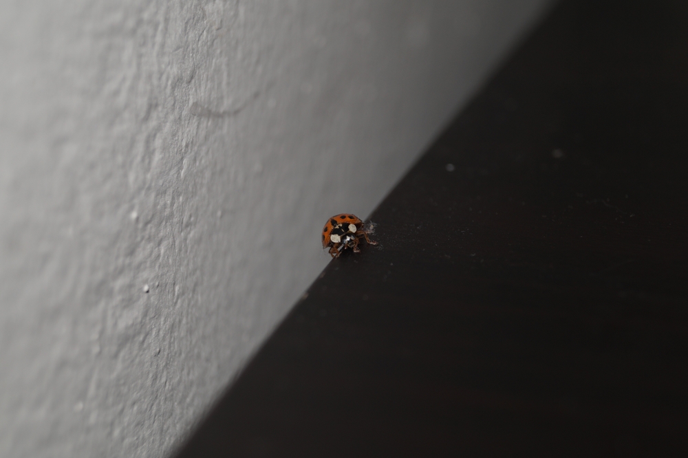 Asian Lady beetle on a black table