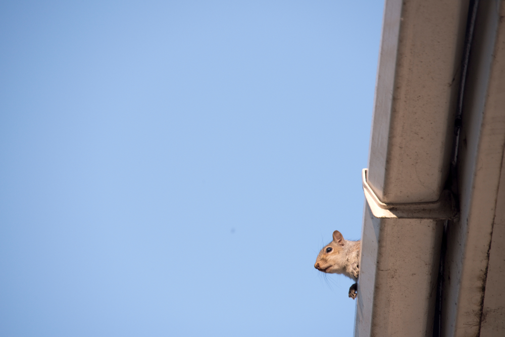 An image of a squirrel peeking out in the roof
