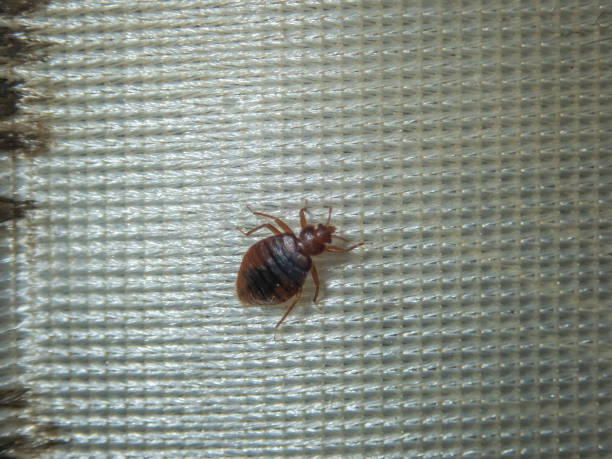 An image of a bed bug on a bed sheet, emphasizing its presence in a home.