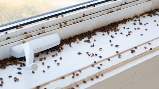 asian beetles window infestation