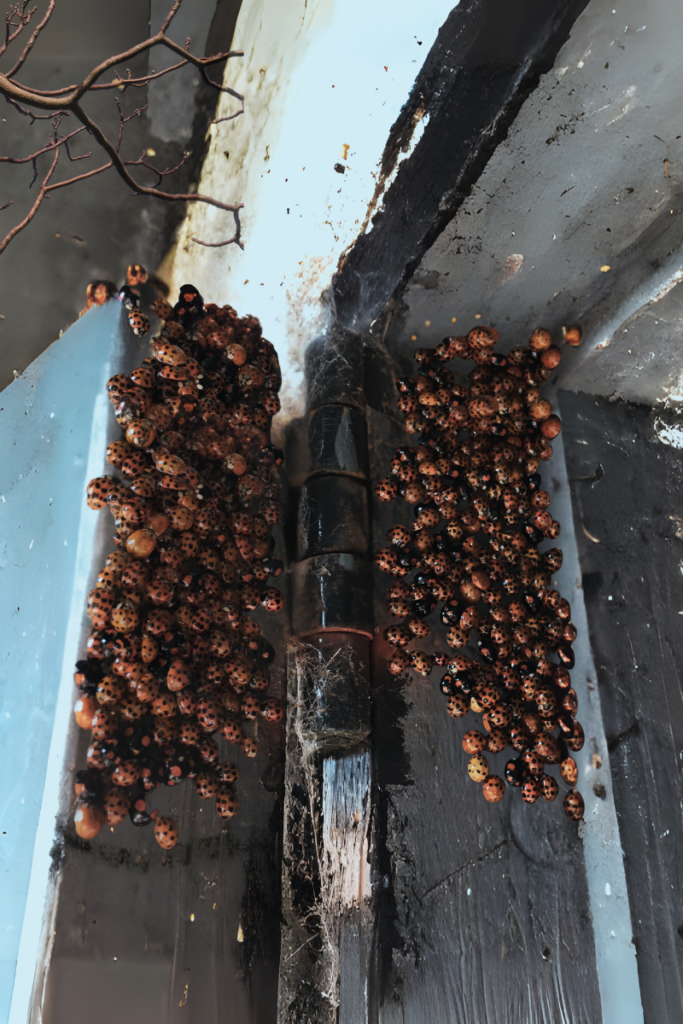 Asian beetles door infestation