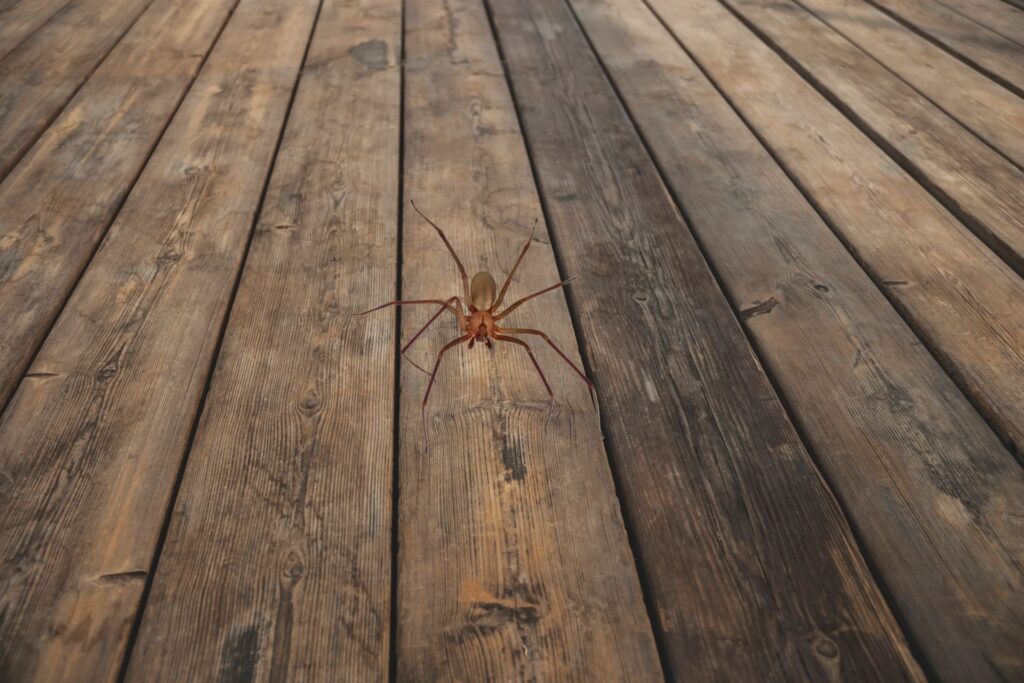 A brown recluse spider standing on an old, weathered wooden floor.