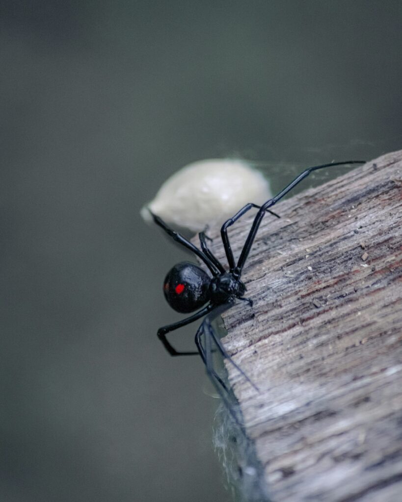 A black widow spider with an egg sac on wood.