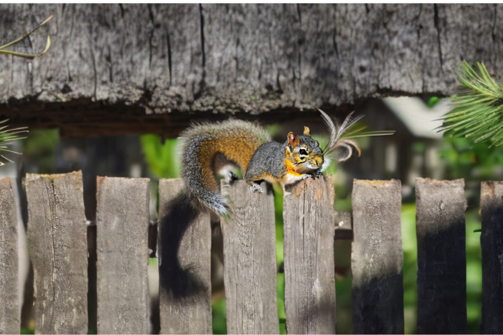 squirrel over the fence