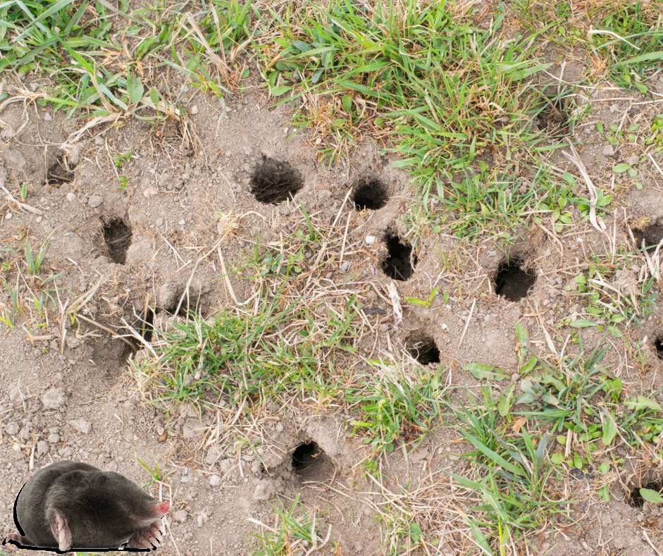 Mole holes in the lawn
