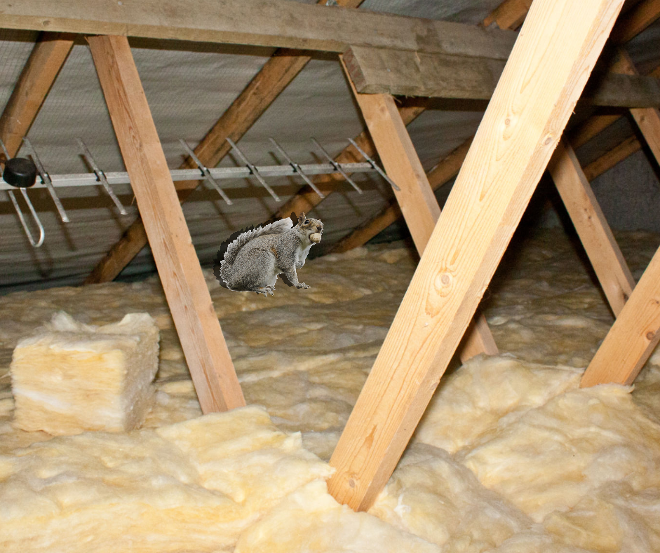 blog-why-squirrels-are-the-most-destructive-pest-act-now