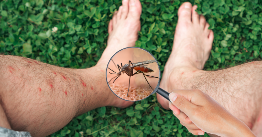 Mosquito on human skin