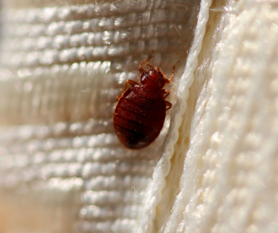 bedbug on mantle