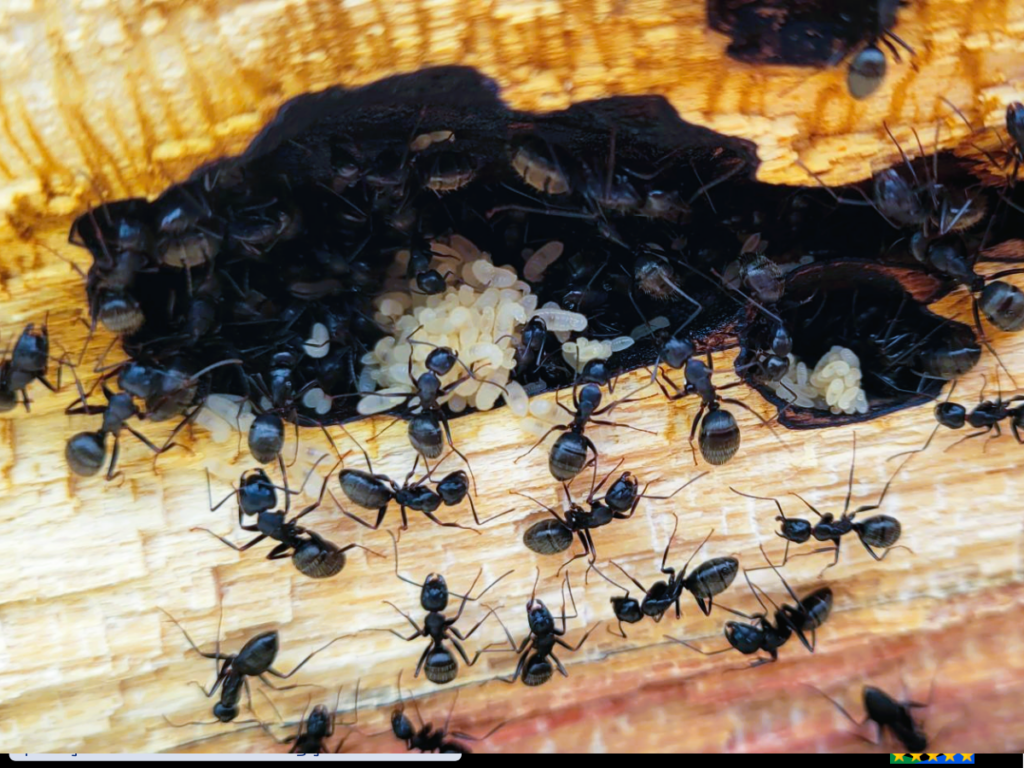 Carpenter ants colony