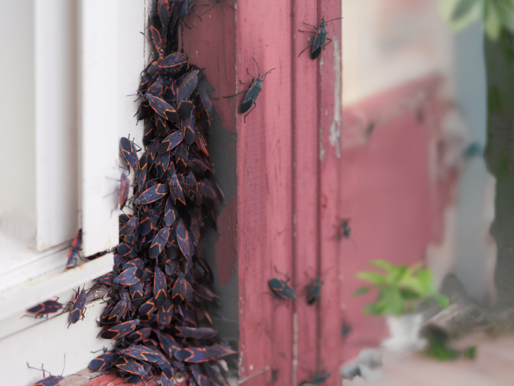 boxelder bugs infestation on door