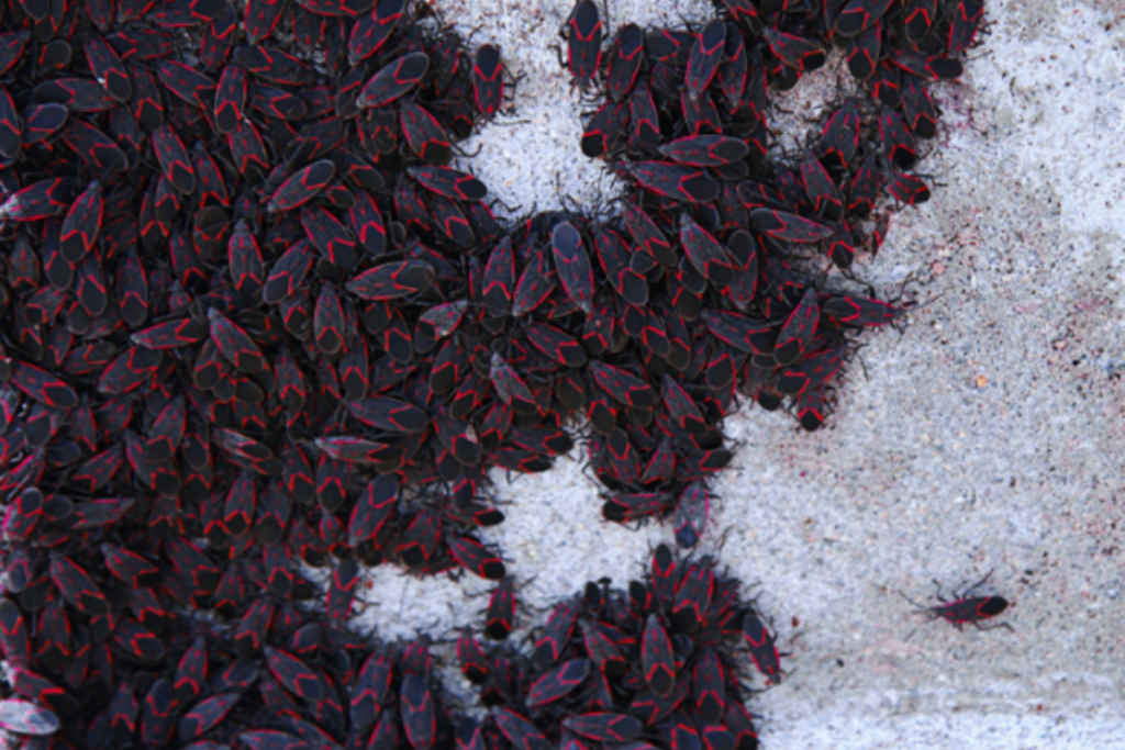 Cluster of boxelder bugs gathered on a concrete surface