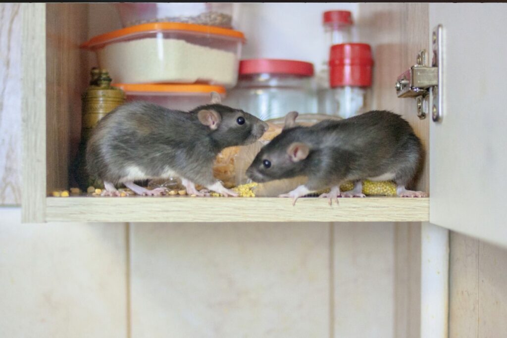 Two rats inside a kitchen cabinet surrounded by food containers.