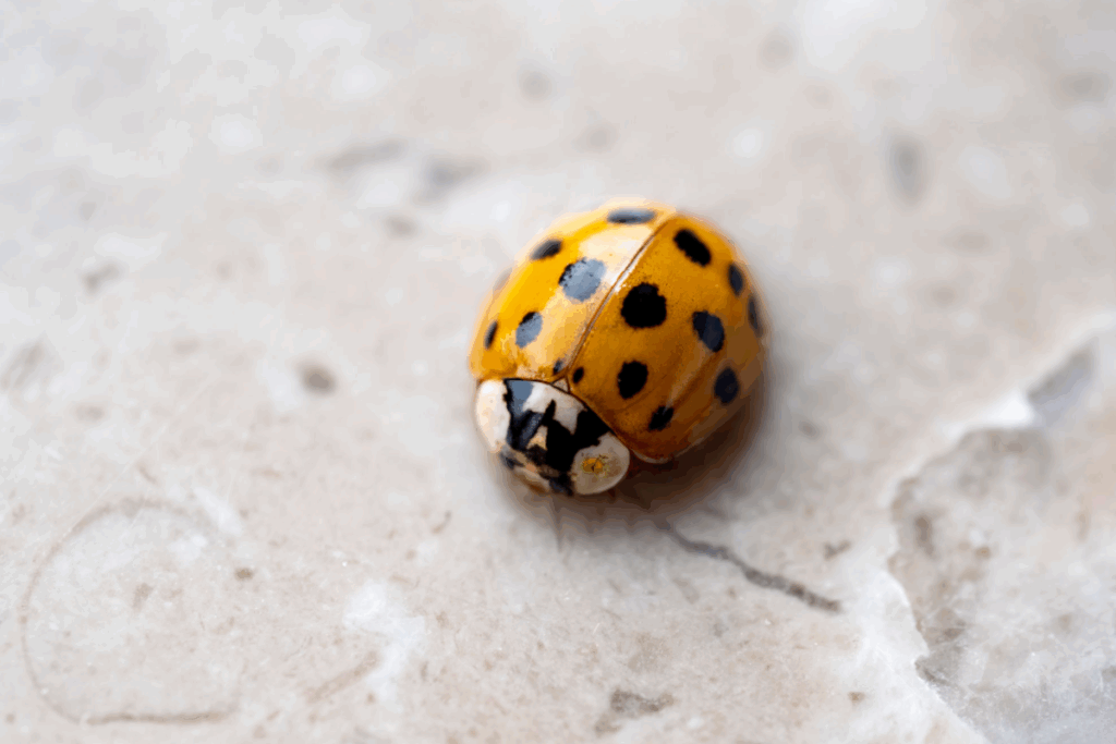 focused asian beetle on the floor