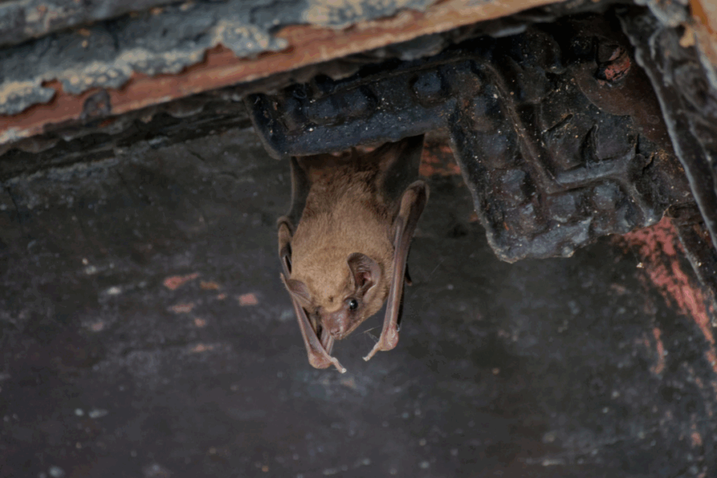 bat resting in attic