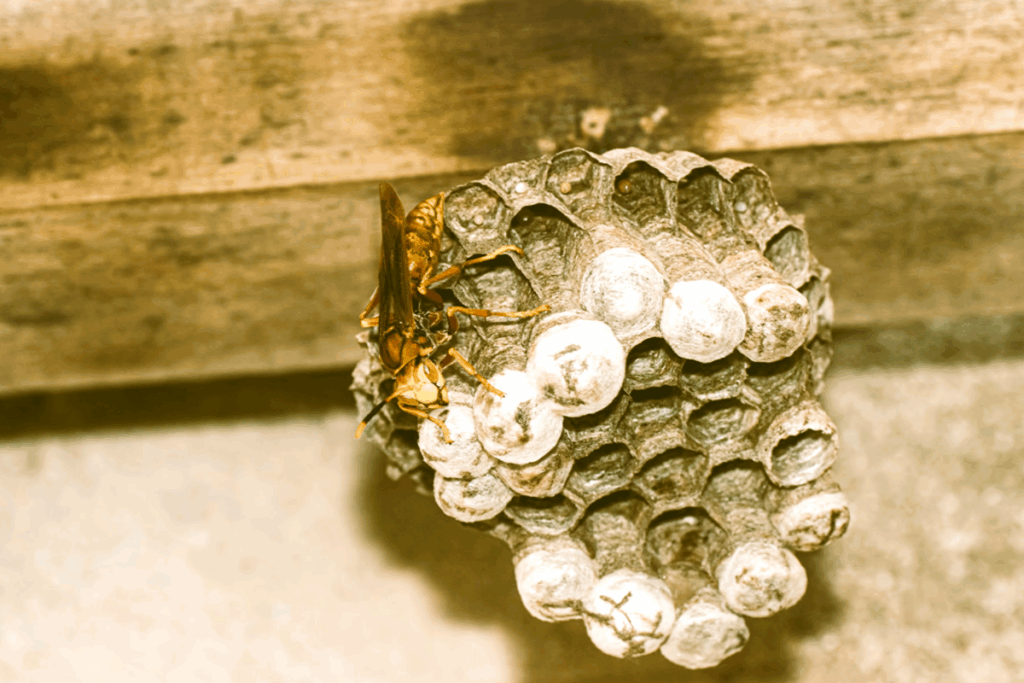 Close-up of a wasp on a nest under a wooden surface in a Green Bay home.