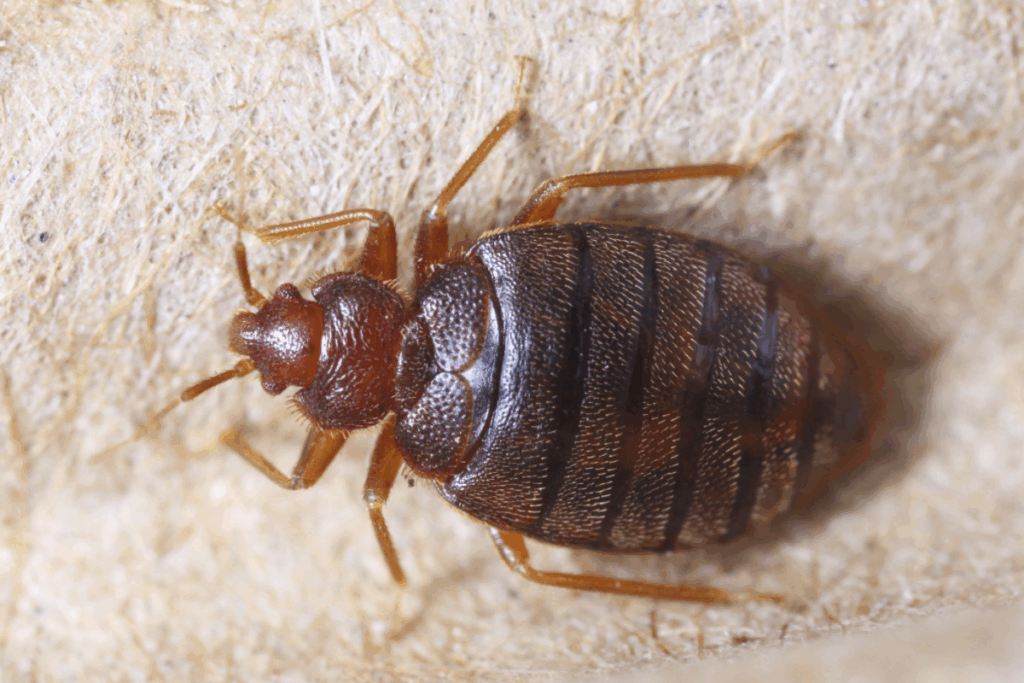 close up bed bug